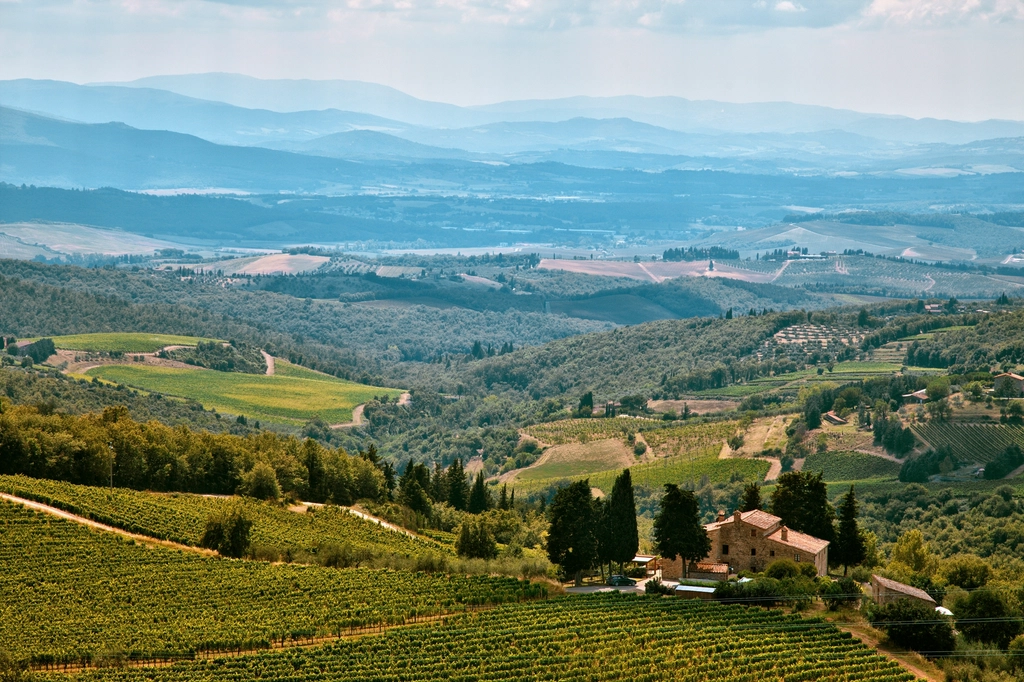 Vineyards, Italy